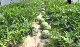 大荔吃瓜最新事件爆料,最新爆料揭秘幕后真相